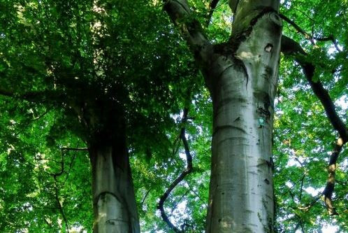 Rybnickie buki mogą stać się Drzewem Roku w Polsce